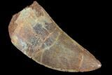 Serrated, Carcharodontosaurus Tooth #85882-1